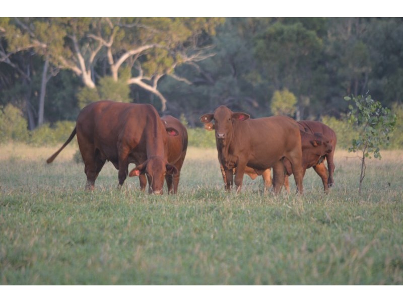 3054 KYILLA Road, Glenmorgan QLD 4423