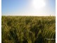 410 Booligar Road, Dirranbandi QLD 4486