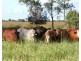 “ALTONVALE” MOONIE Highway, St George QLD 4487