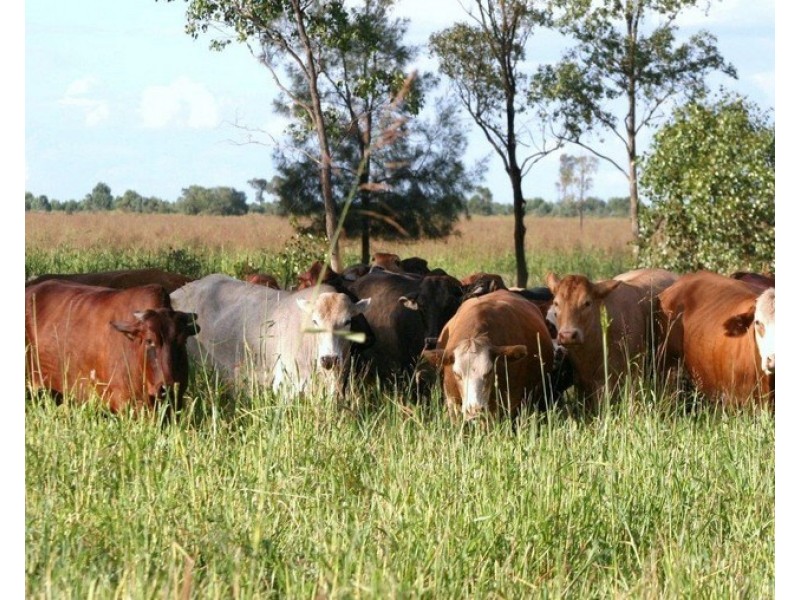 “ALTONVALE” MOONIE Highway, St George QLD 4487