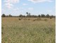 23365 MOONIE Highway, St George QLD 4487