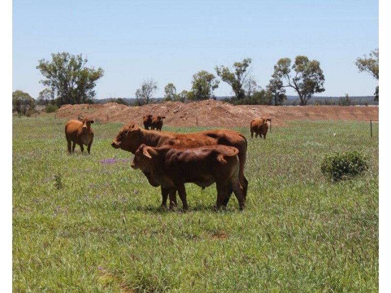 4895 TEELBA Road, Glenmorgan QLD 4423