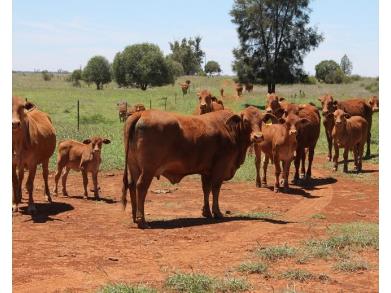 4895 TEELBA Road, Glenmorgan QLD 4423