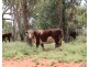 . BALONNE Highway, St George QLD 4487
