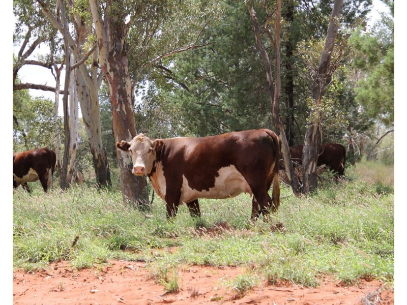 . BALONNE Highway, St George QLD 4487