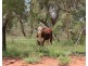 . BALONNE Highway, St George QLD 4487