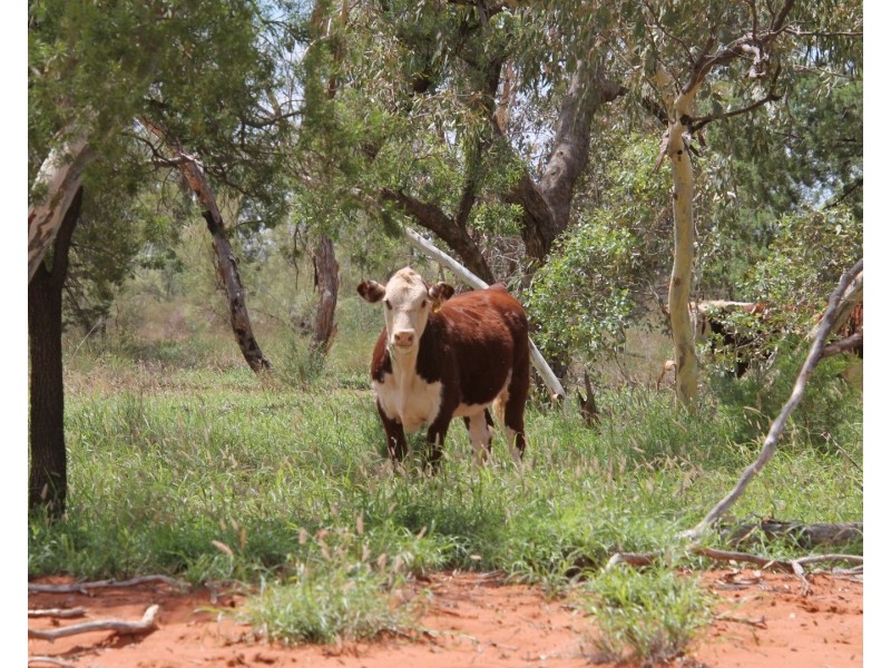. BALONNE Highway, St George QLD 4487