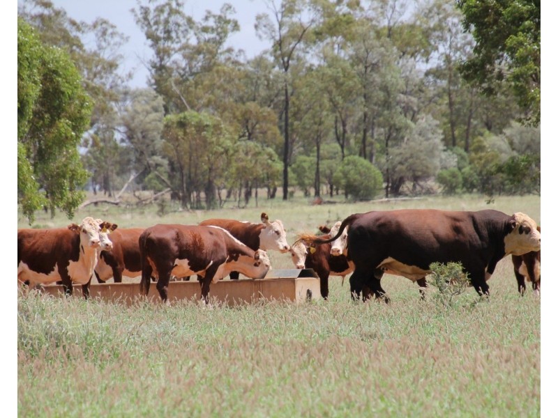 . BALONNE Highway, St George QLD 4487