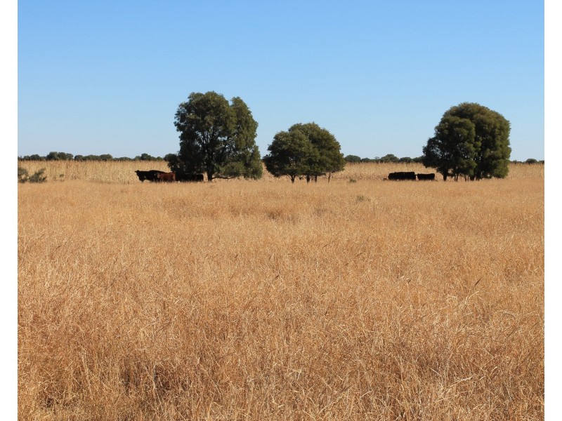 34 Lynns Creek Road, Condamine QLD 4416