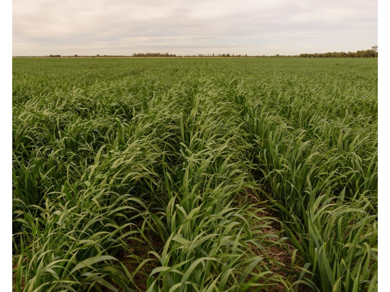 34 Lynns Creek Road, Condamine QLD 4416