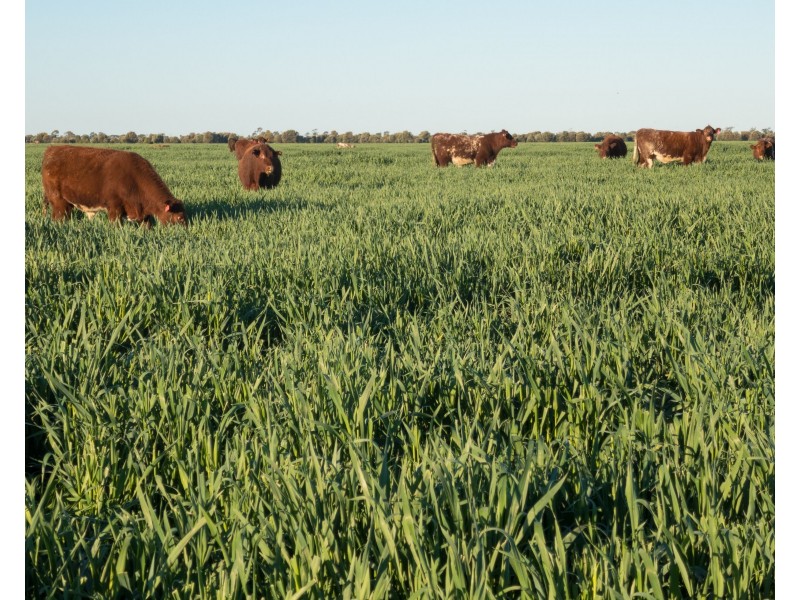 34 Lynns Creek Road, Condamine QLD 4416