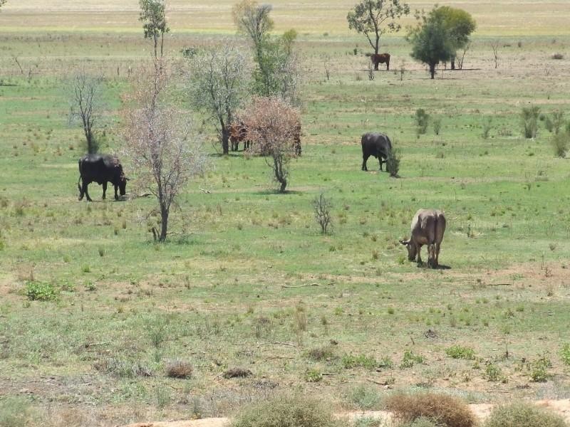 0 Moonie Highway, St George QLD 4487