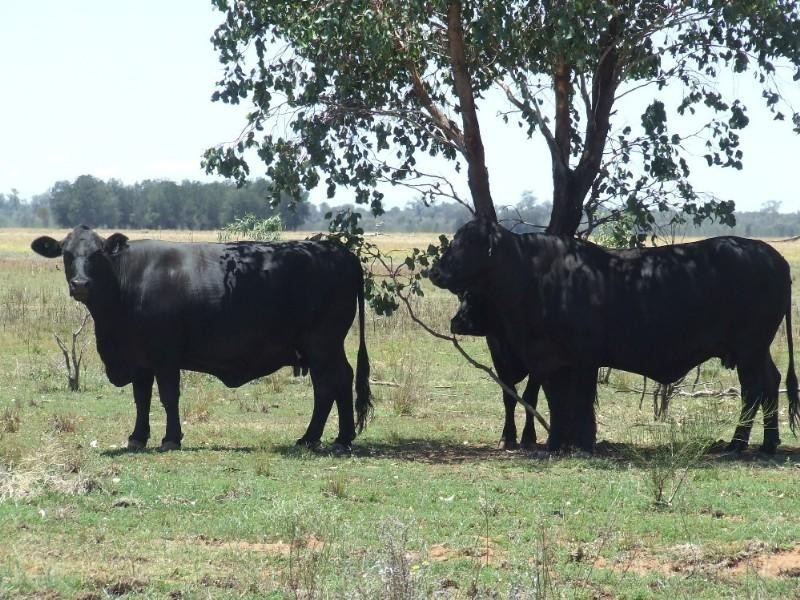 0 Moonie Highway, St George QLD 4487