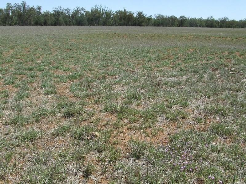 0 Moonie Highway, St George QLD 4487