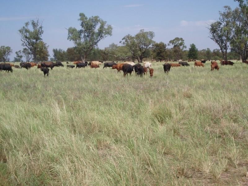 0 Moonie Highway, St George QLD 4487