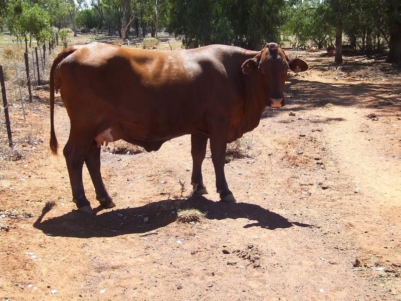 Lots 11 Carnarvon Highway, St George QLD 4487