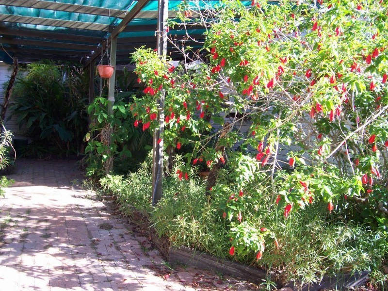 Dirranbandi QLD 4486