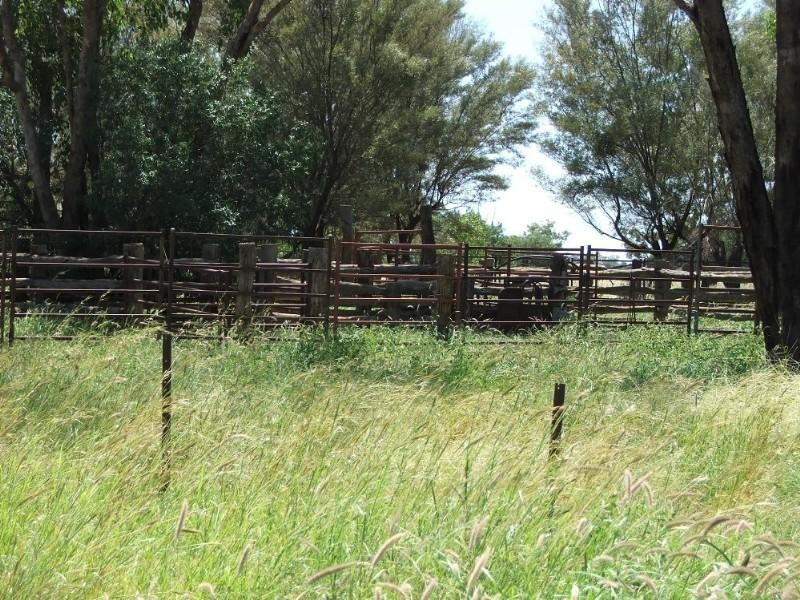 Deelamon Bollon Road, St George QLD 4487