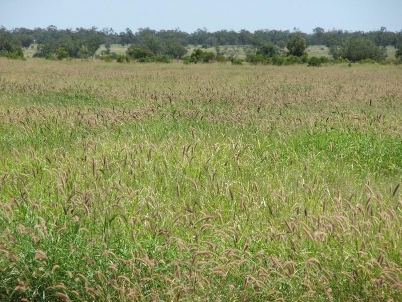 Deelamon Bollon Road, St George QLD 4487