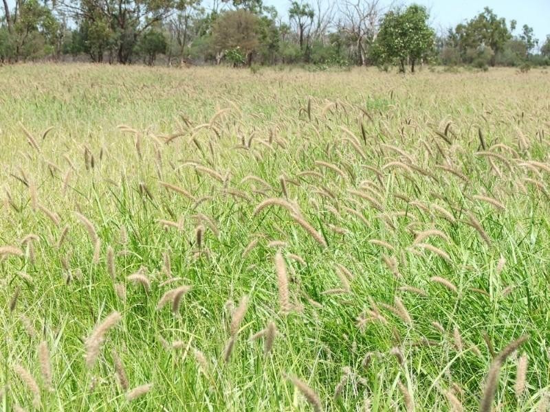 Deelamon Bollon Road, St George QLD 4487