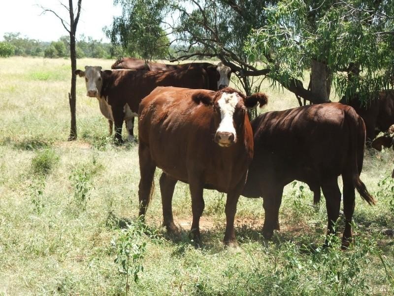 Deelamon Bollon Road, St George QLD 4487