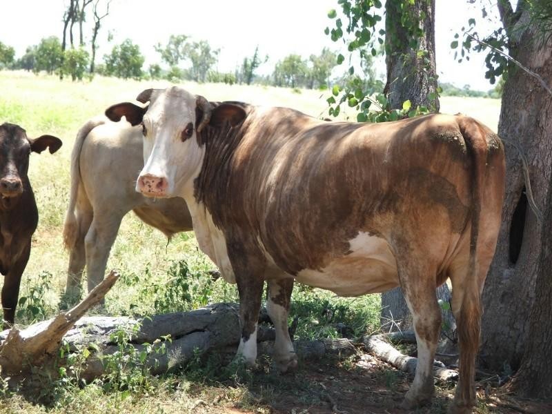 Deelamon Bollon Road, St George QLD 4487