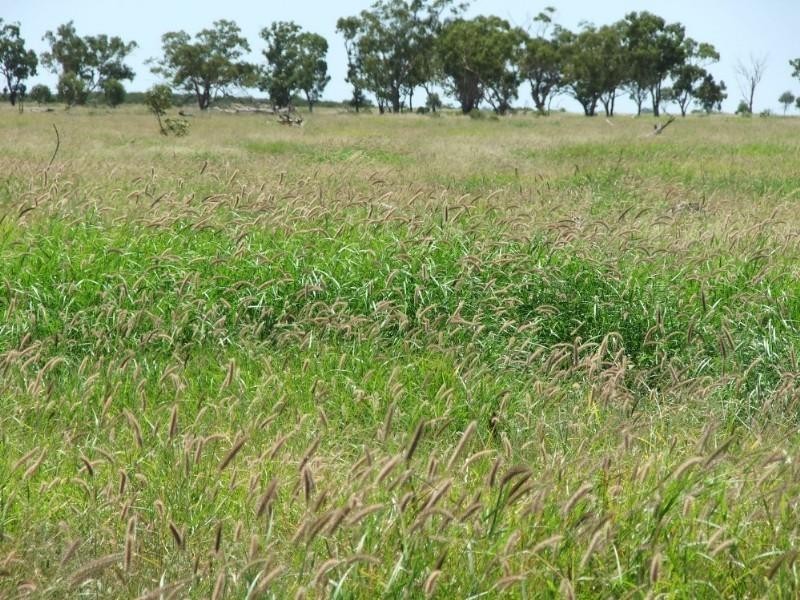 Deelamon Bollon Road, St George QLD 4487