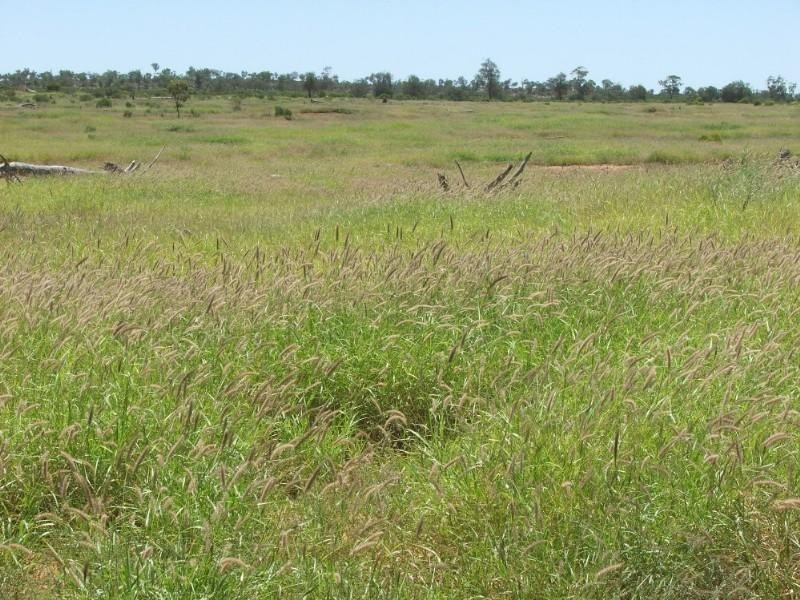 Deelamon Bollon Road, St George QLD 4487