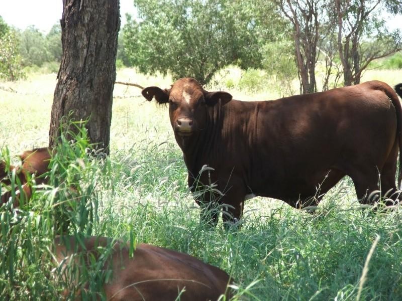 Deelamon Bollon Road, St George QLD 4487