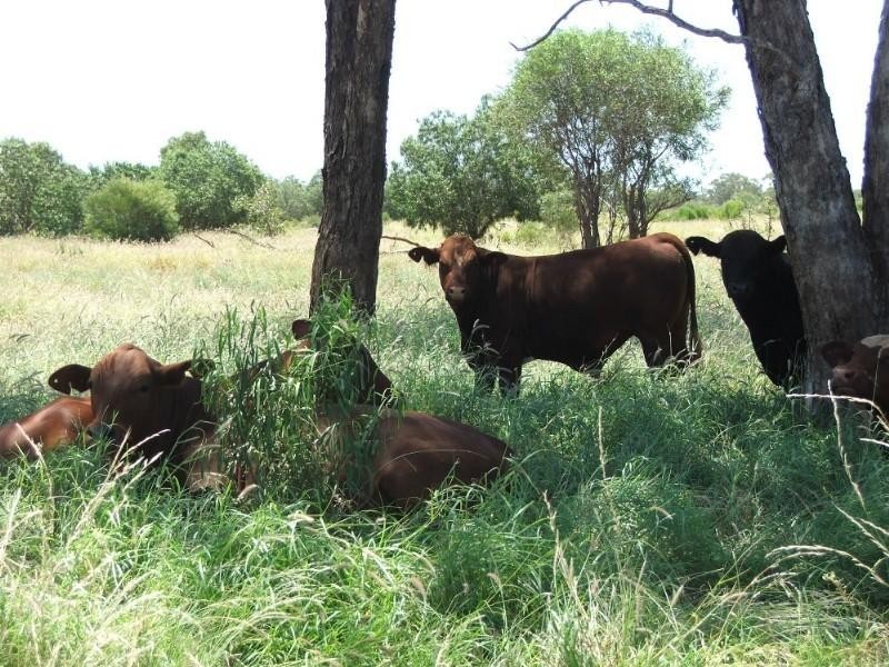 Deelamon Bollon Road, St George QLD 4487