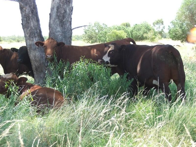 Deelamon Bollon Road, St George QLD 4487