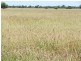 Deelamon Bollon Road, St George QLD 4487