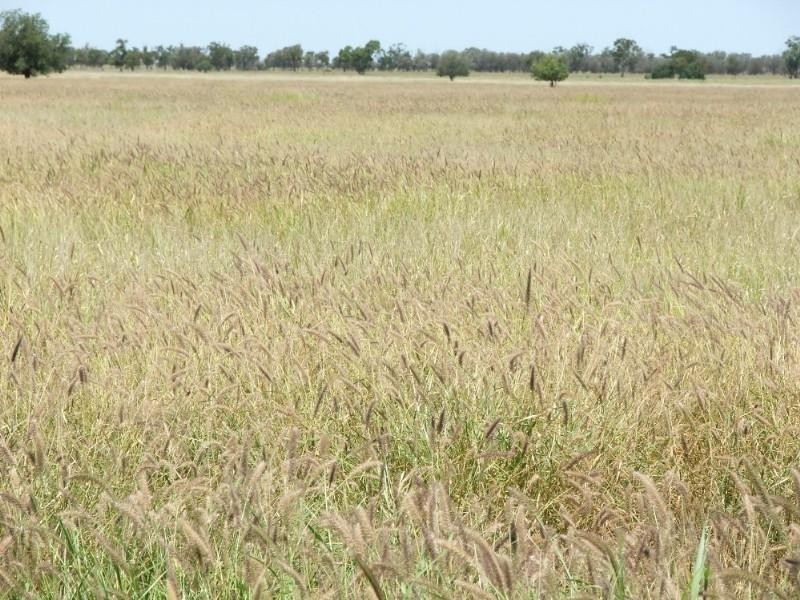 Deelamon Bollon Road, St George QLD 4487