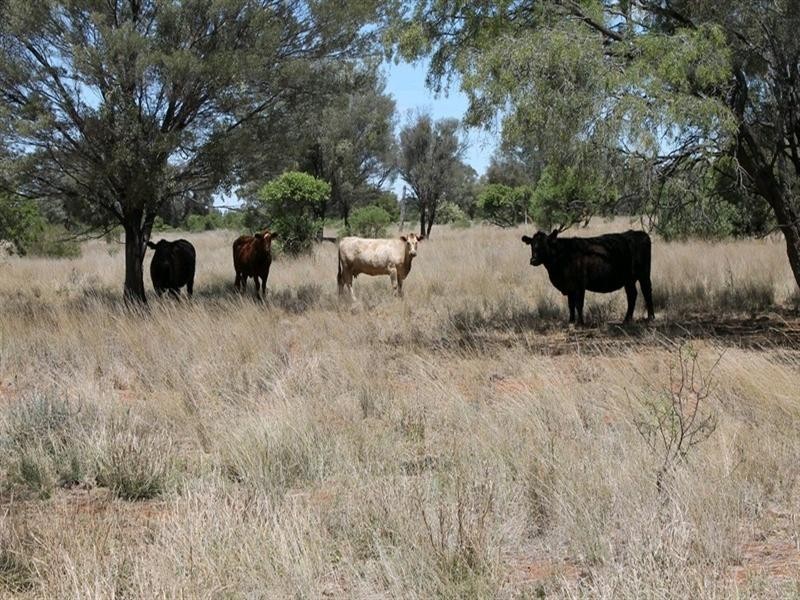 00 “Belmore”, Bollon QLD 4488