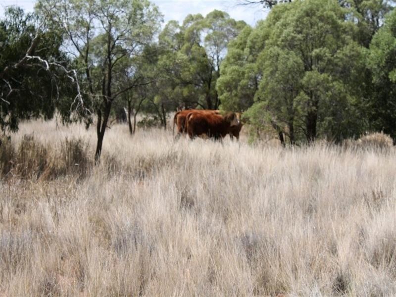 00 “Belmore”, Bollon QLD 4488