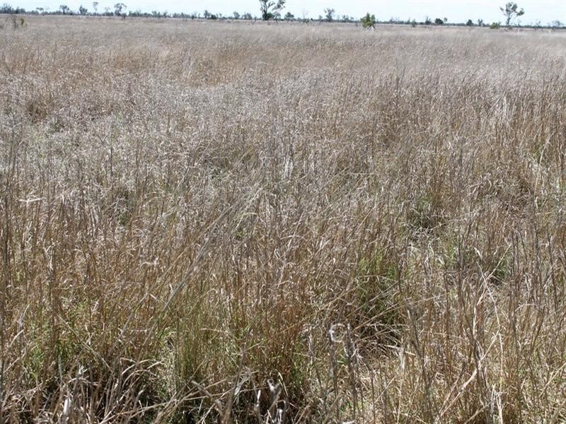 00 “Belmore”, Bollon QLD 4488