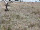 00 “Belmore”, Bollon QLD 4488