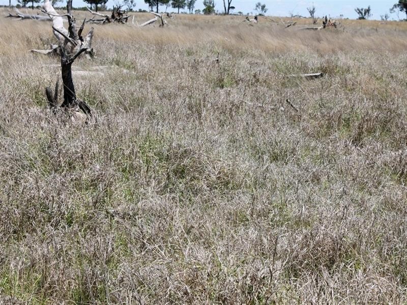 00 “Belmore”, Bollon QLD 4488
