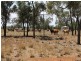 00 “Belmore”, Bollon QLD 4488