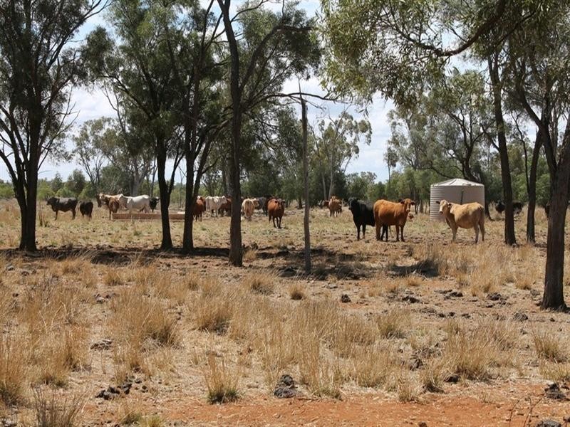 00 “Belmore”, Bollon QLD 4488