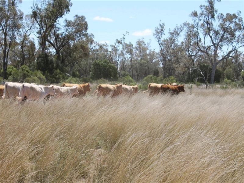 00 “Belmore”, Bollon QLD 4488