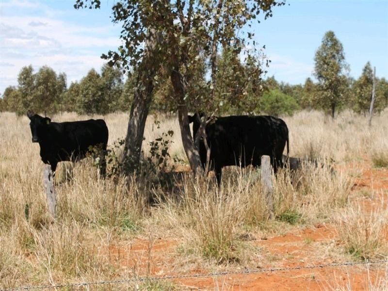 00 “Belmore”, Bollon QLD 4488