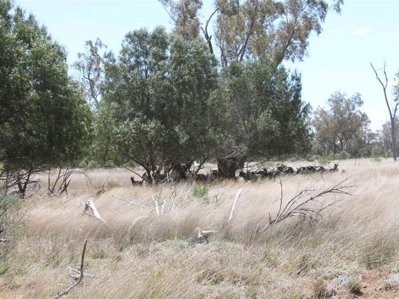 00 “Belmore”, Bollon QLD 4488