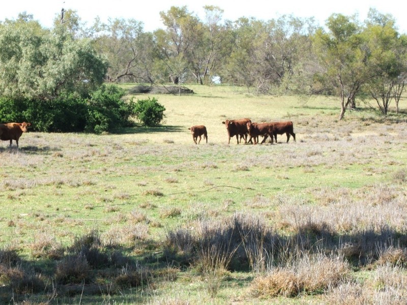 Lot 13 Whytes Road, St George QLD 4487