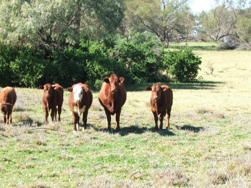 Lot 13 Whytes Road, St George QLD 4487