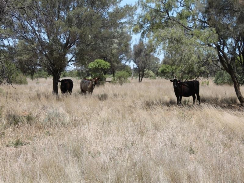 01 Old Woolerina Road, St George QLD 4487