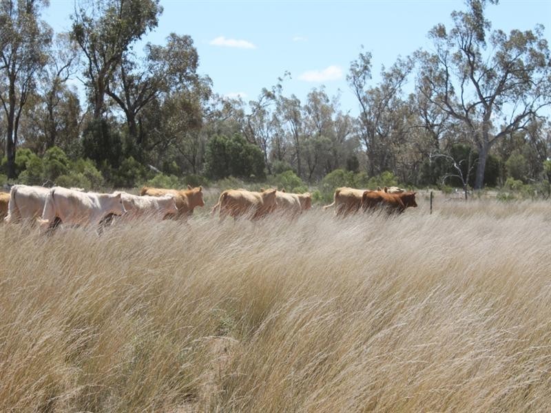 01 Old Woolerina Road, St George QLD 4487