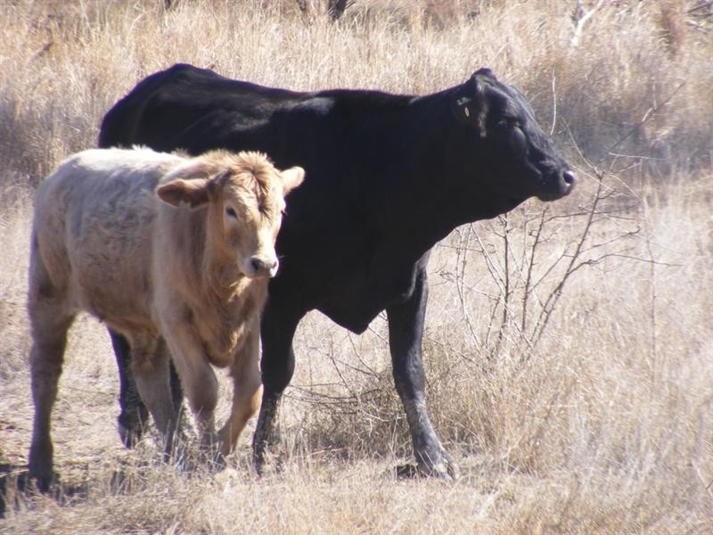 01 Old Woolerina Road, St George QLD 4487