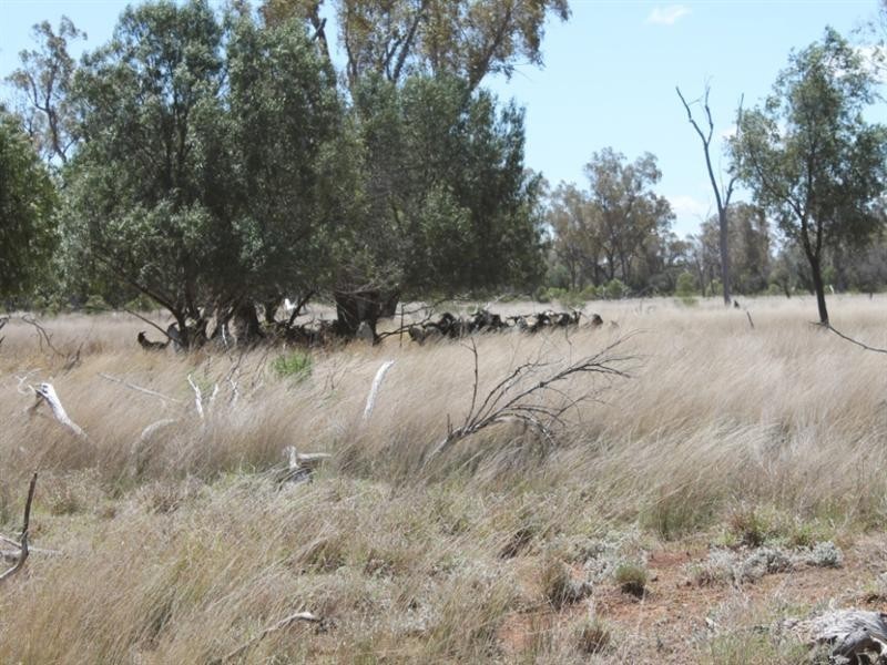 01 Old Woolerina Road, St George QLD 4487