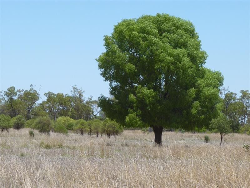 2171 DAYMAR – WEENGALLON Road, Weengallon QLD 4497